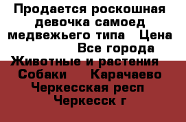 Продается роскошная девочка самоед медвежьего типа › Цена ­ 35 000 - Все города Животные и растения » Собаки   . Карачаево-Черкесская респ.,Черкесск г.